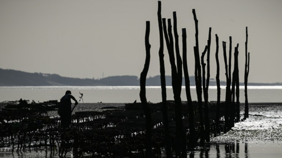 Bassin d'Arcachon: un an après la pollution, la filière ostréicole peine à se relever