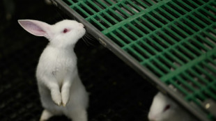 Élevage: sortir les lapins des cages, "c'est l'avenir"