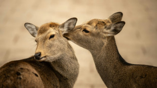 Au Japon, une association veut sauver les cerfs des déchets plastiques