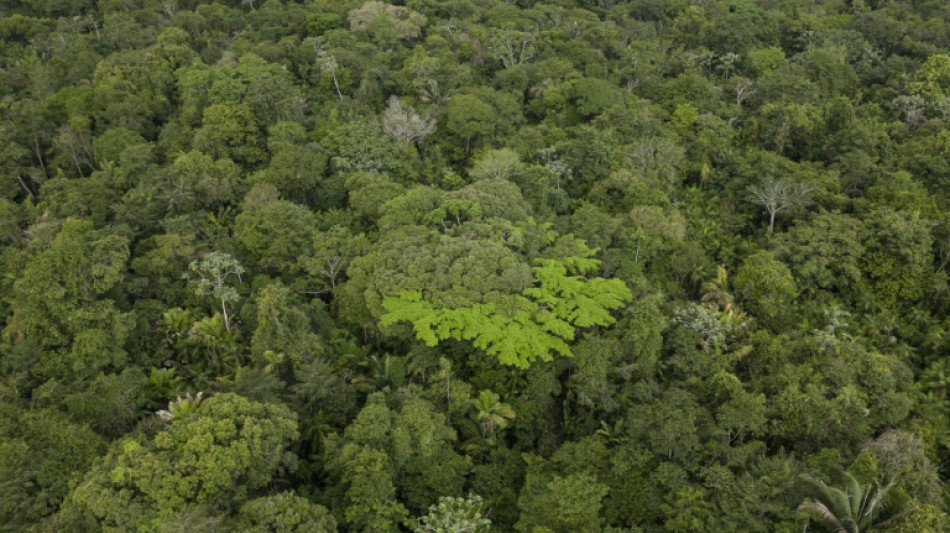 La Amazonía brasileña registra fuerte caída de la deforestación en febrero