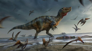 Europe's 'largest predatory dinosaur' found by UK fossil hunter