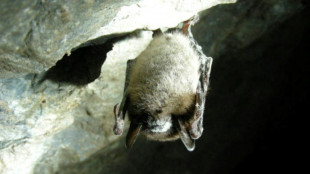 US bat decline triggered pesticide surge, 1,300 baby deaths: study