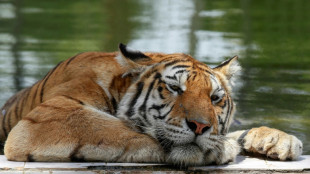 Au zoo de Bagdad, par 50 degrés, les tigres de Sibérie tirent la langue