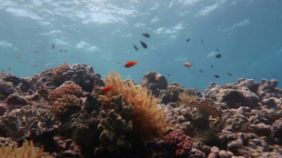 UN urges ambitious action to protect the oceans