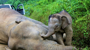 Alarmruf für den Borneo-Elefanten: Nur noch rund tausend Tiere in freier Wildbahn