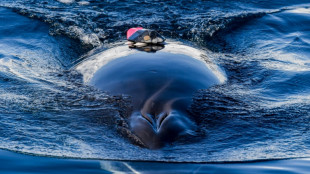 Experiment halted in Norway after whale drowns 