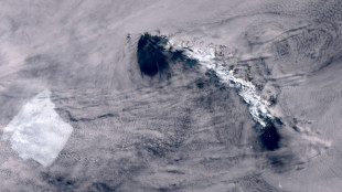 Le plus grand iceberg du monde s'immobilise près d'une île riche en faune sauvage