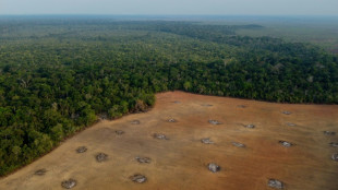 Brazil begins first operations to protect Amazon