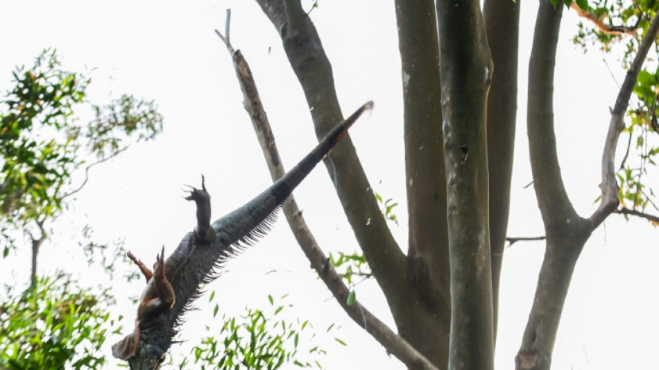 Taiwán ofrece recompensas a cazadores para controlar la proliferación de iguanas verdes