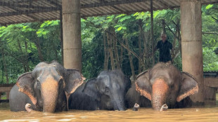 Mueren dos elefantes en una inundación repentina en Tailandia