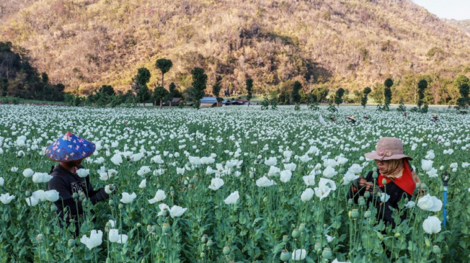 Birmanie: la culture du pavot à opium, rare refuge pour une population en détresse