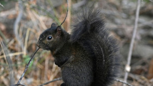 Nuts! NY authorities euthanize Instagram squirrel star