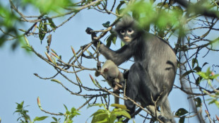 100 nouvelles espèces découvertes en Birmanie en 10 ans