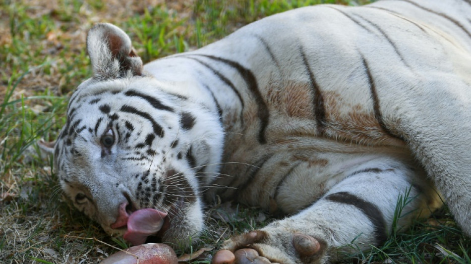 Sangre helada, piscina y abstinencia sexual para proteger del calor a las fieras de zoológico filipino