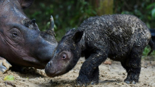 Rare naissance d'un rhinocéros de Sumatra dans une réserve indonésienne