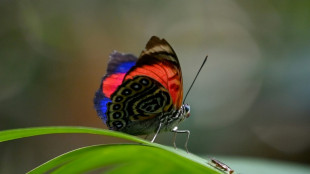 Mariposas, joyas aladas para medir el cambio climático en Ecuador Mariposas, las joyas aladas para biólogas de Ecuador que miden el cambio climático