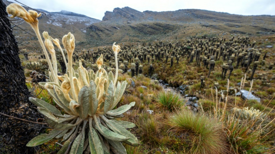 Colombia violó derechos de pueblo indígena con proyectos extractivos, concluye Corte IDH