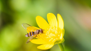 Un paso en los Pirineos permite la migración masiva de insectos hacia España