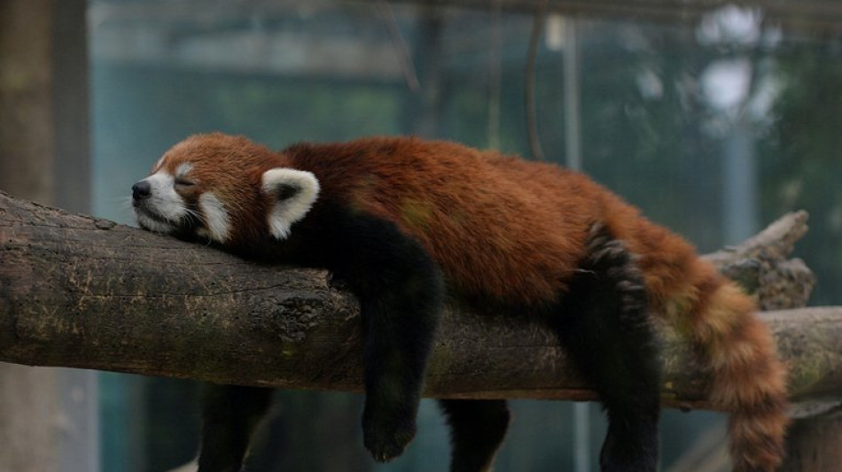 Ausgebüxter Panda löst Feuerwehreinsatz in Kölner Zoo aus