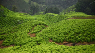 Colombie: record historique de production de cocaïne en 2023