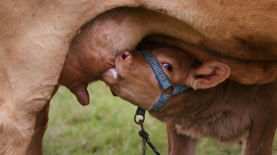 Erzeugerpreise für landwirtschaftliche Produkte weiter gesunken