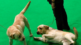 Mastiffs mastocs: une étude révèle un gène d'obésité canine partagé par les humains