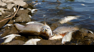 Toneladas de peces muertos en el río Óder hunden el turismo en región de Polonia