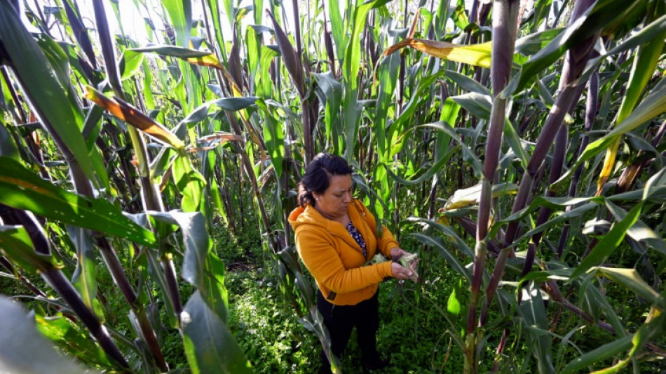 La presidenta de México propone una reforma constitucional para prohibir el cultivo de maíz transgénico