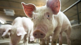 Scientists revive cells and organs in dead pigs