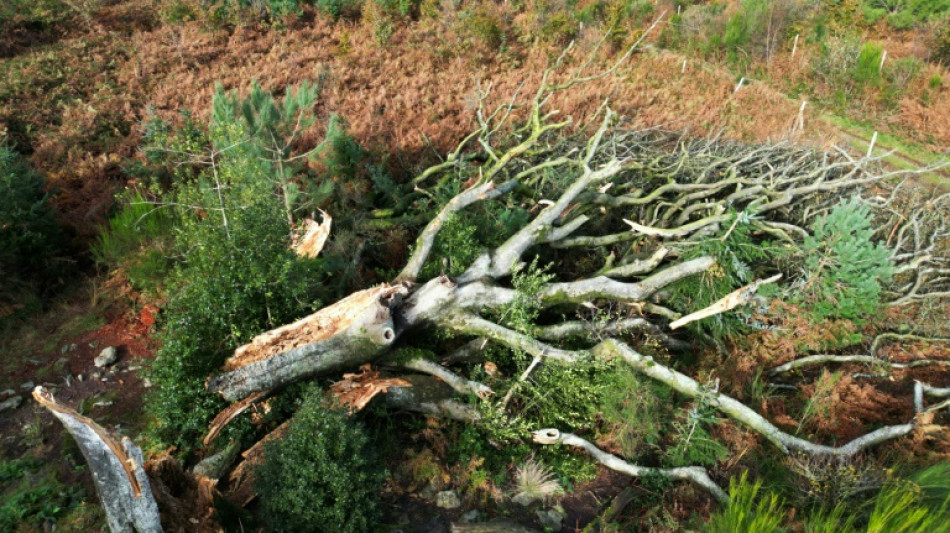 Un hêtre légendaire déraciné par la tempête Ciaran en forêt de Brocéliande