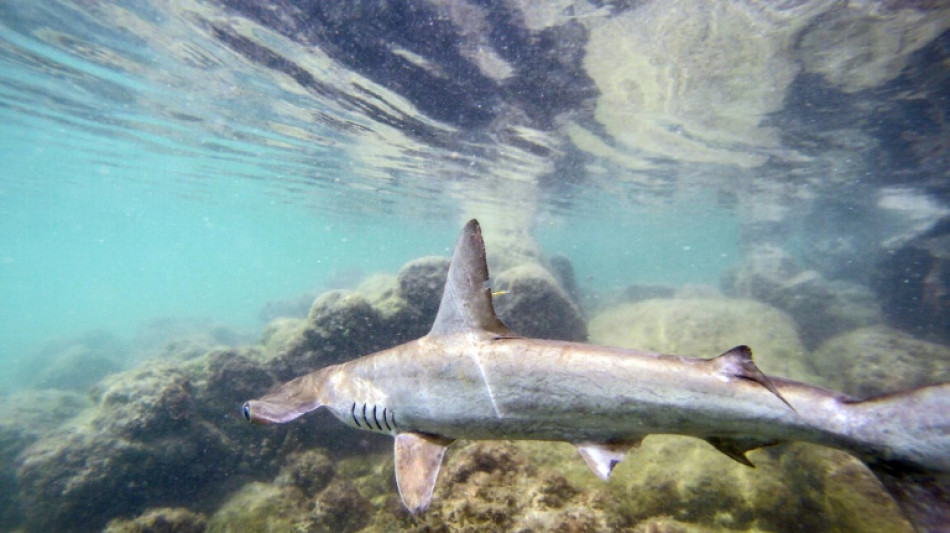 Descubren en Galápagos tercera guardería de tiburones martillo en peligro