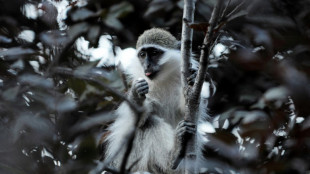 Saint-Martin cherche la parade contre la prolifération des singes verts