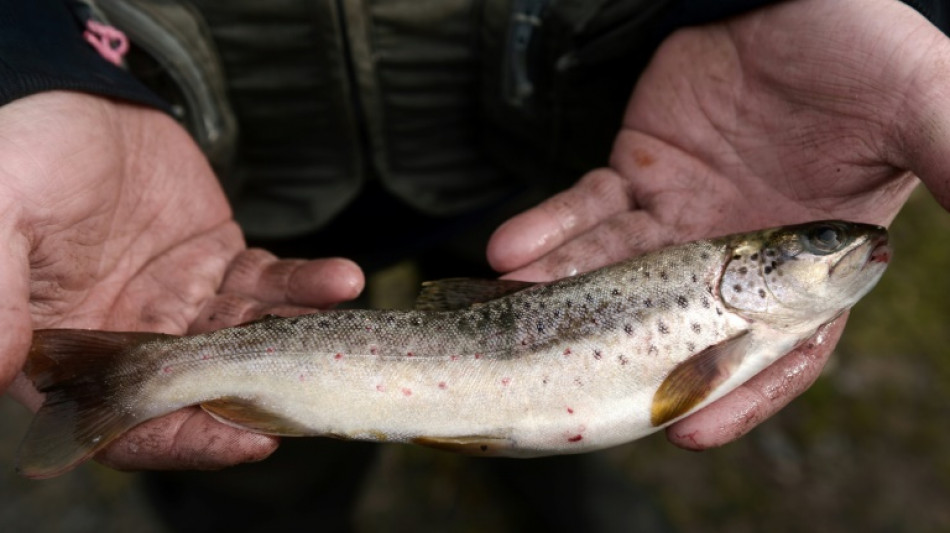 Comer un pescado de río en EEUU equivale a beber agua contaminada durante un mes, según estudio