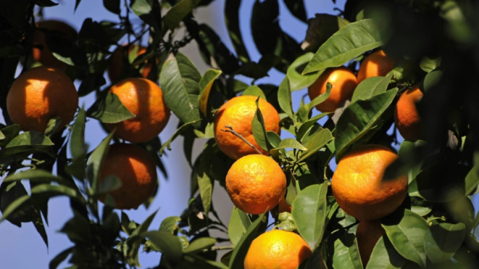 Orangensaft im Test: Nur jeder zweite ist gut