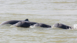 Cambodge : vers la création sur le Mékong de zones de protection de dauphins en danger