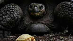 Nace en un zoo la primera tortuga gigante de Galápagos albina vista hasta la fecha