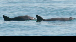 Inbreeding won't doom the last of the vaquitas, but fishing might: study