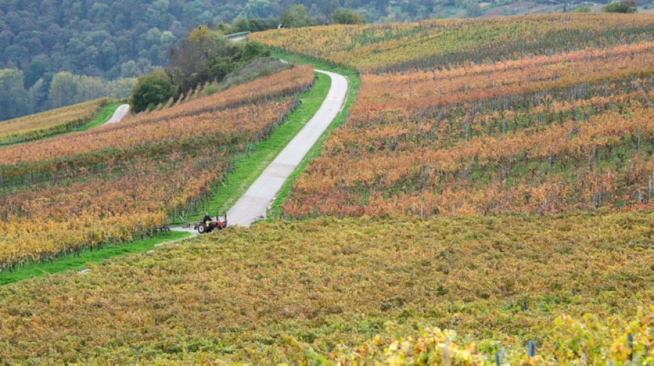 Deutscher Weiß- und Roséwein in Norwegen sehr beliebt 