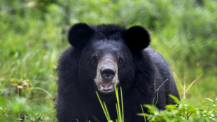 Vietnam: saisie record de 350 bouteilles de bile d'ours