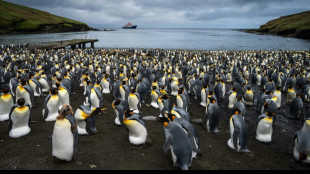 Mega-iceberg drifts towards Antarctic penguin island