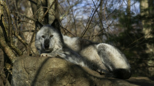 Cómo recuperar especies al borde de la extinción revitaliza los ecosistemas