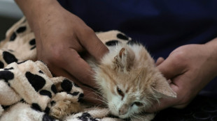 Viral disease killing felines on 'cat island' Cyprus