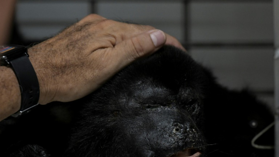 Au Mexique, en aide aux singes hurleurs qui tombent sous l'effet de la chaleur