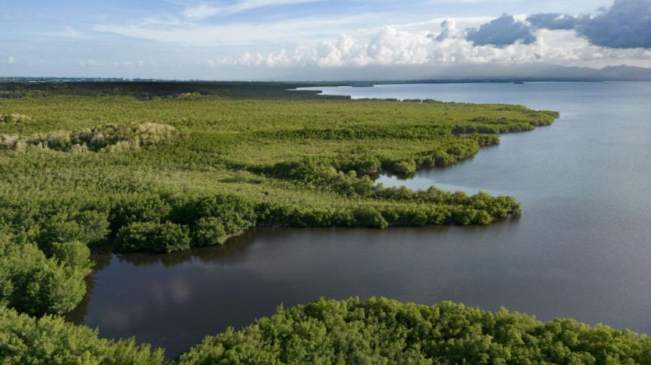 Au secours de la mangrove, dernier rempart écologique de la Guadeloupe