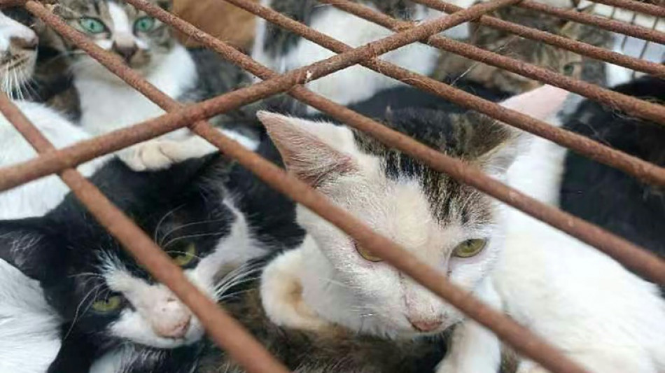 Policía china rescata a 150 gatos capturados para  consumo humano