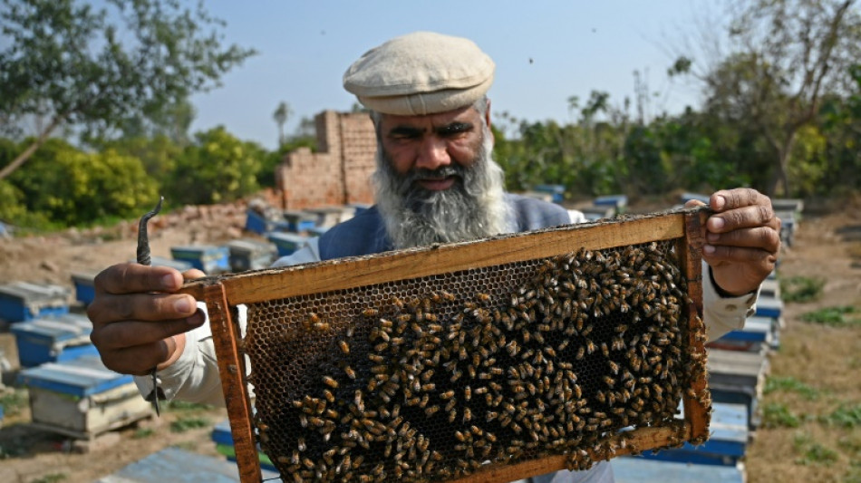 Au Pakistan, finie la lune de miel: le changement climatique tue fleurs et abeilles