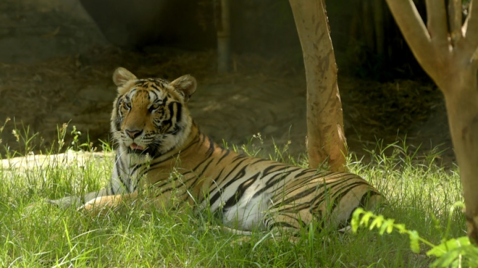 Le Cambodge veut réintroduire des tigres dans la nature dès cette année