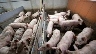 Rund 600 Schweine auf Bauernhof in Niedersachsen mutmaßlich verhungert