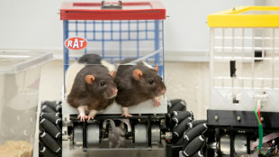 Musique: les rats aussi réagissent à un bon tempo, révèle une étude japonaise