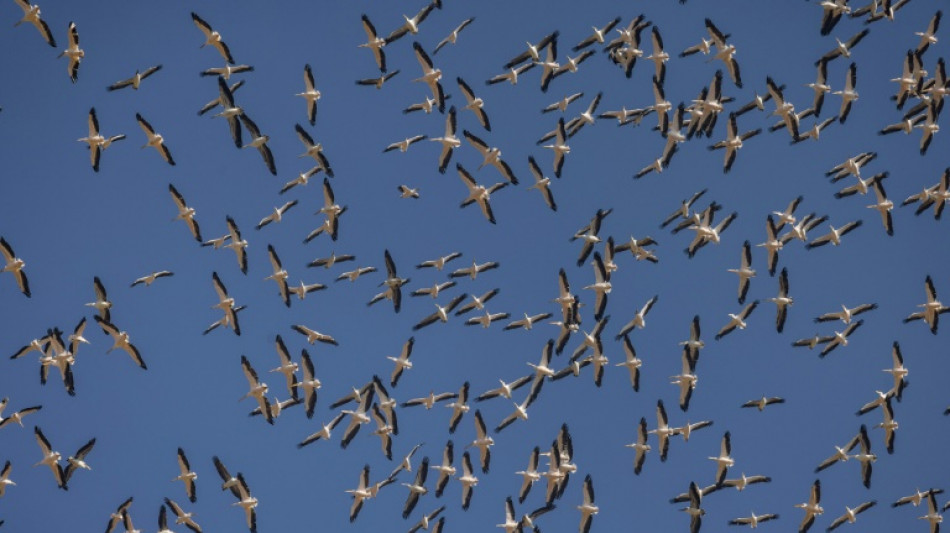 Nature pays price for war in Israel's north